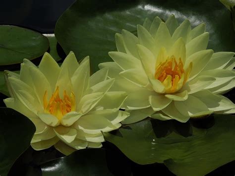 Yellow Water Lilies Photograph By Chad And Stacey Hall