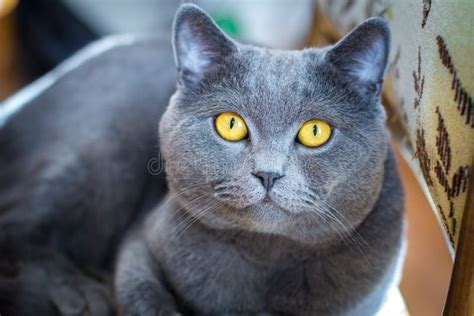 British Blue Short Hair Cat Stock Image Image Of British Beauty