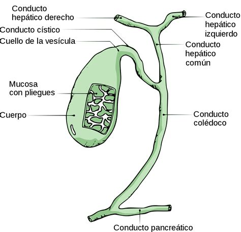 Las 8 partes de la vesícula humana y sus funciones