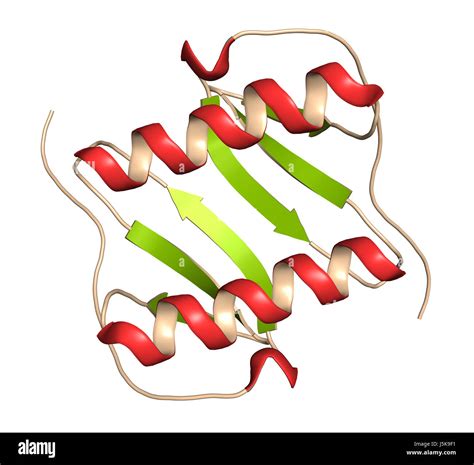 l interleukine 8 il 8 protéine de cytokines il8 peuvent être sécrétées par les macrophages