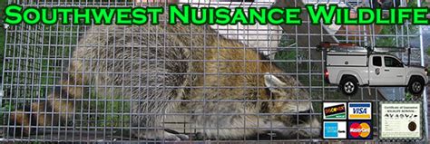 A technician from our london pest control company will speak to you to determine the problems you've been experiencing and for how long, as well as examine the property to assess any damage done. Branson Wildlife Removal, Pest Animal Control MO ...