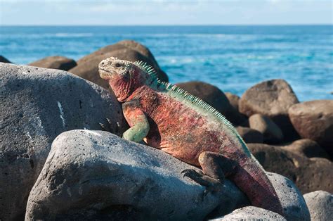 9 Illuminating Facts About Iguanas
