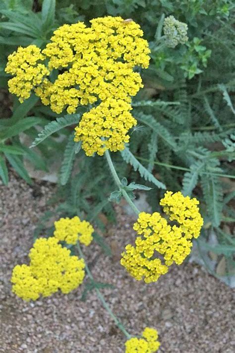 We did not find results for: Best Full-Sun Flowering Perennials for Zones 7-11 | Plants ...