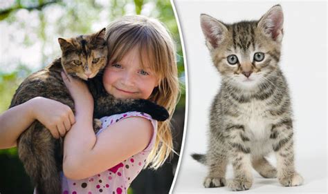 Cat Scratch Disease Can Cuddling Your Cat Kill You Uk