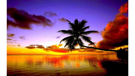 Palm Tree Sunset Wallpaper Images