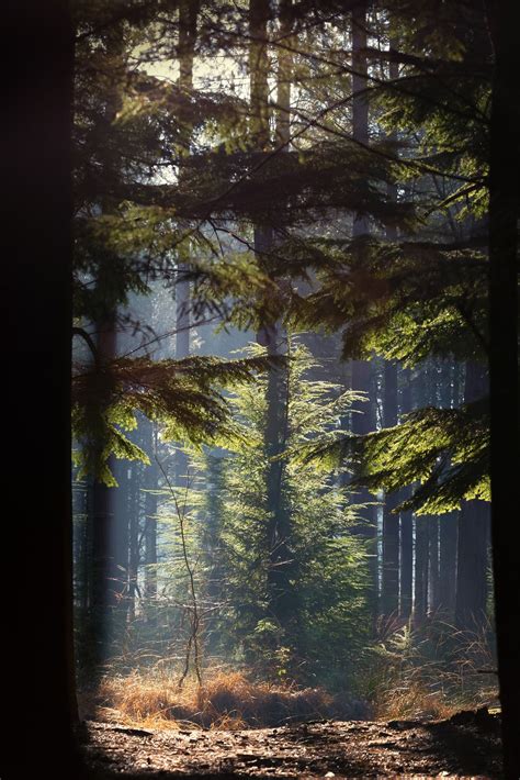 Through The Trees And Far Far Away Subtle Light Shining Through Pine