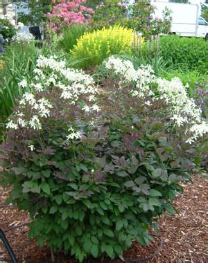 Genus clematis can be deciduous or evergreen shrubs or herbaceous perennials. Edelweiss Perennials. Clematis recta 'Purpurea' compact