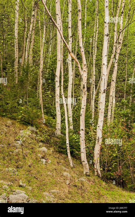 Paper Birch Trees On A White Mountain National Forest Hillside In