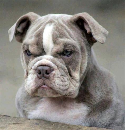 78 Best Images About Blue English Bulldog On Pinterest