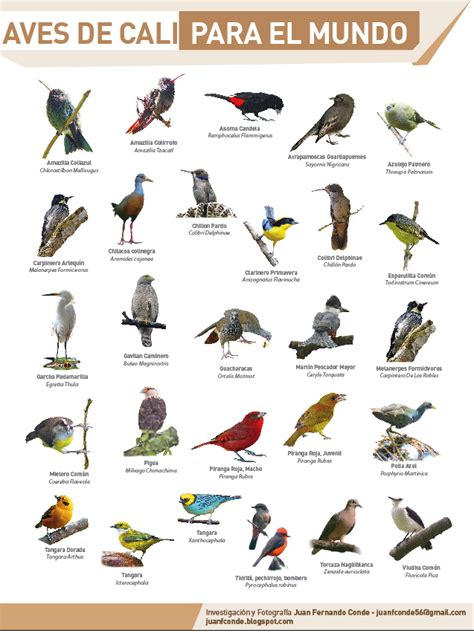 Juan Conde Pájaros Y Naturaleza
