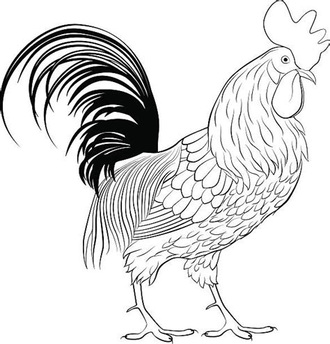 Black And White Rooster Illustrations Royalty Free Vector Graphics