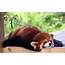 40 Adorable Red Panda Pictures Pics  Amazing Creatures