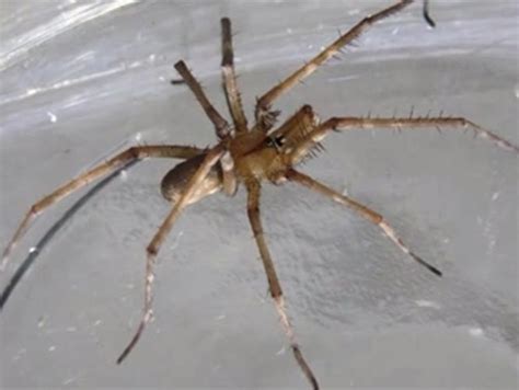 Esto significa que se administra al paciente arn mensajero que lleva una copia de instrucciones genéticas. Alertan sobre plaga de arañas en Chihuahua - José Cárdenas