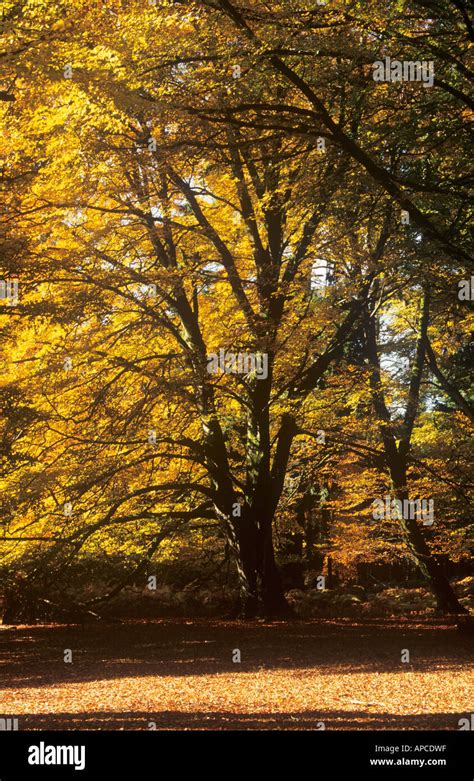 Autumn Beech Trees Bolderwood Arboretum Ornamental Drive Near