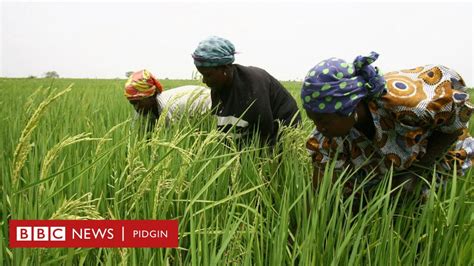 2000 Nigerian Rice Farmers Go Enter Borrower Programme Bbc News Pidgin