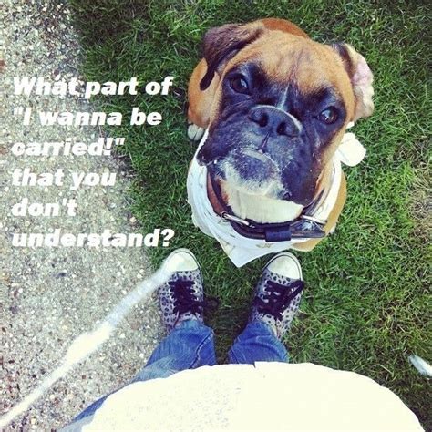 Nous Boxer Dogs Boxer Dog Quotes Funny Boxer