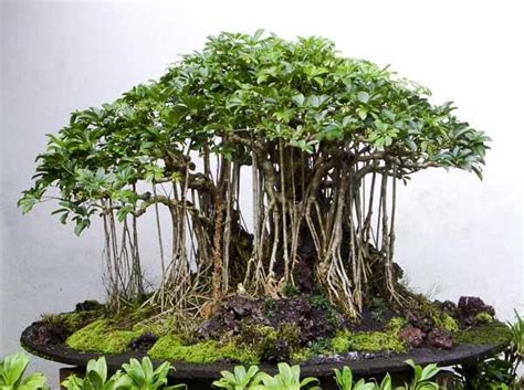 AERIAL ROOTS - this article has good advice on growing them on your Bonsai (will grow on Ficus ...