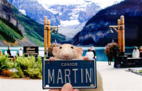 Meet Marty Mouse An Adorable Rodent With A Big Personality