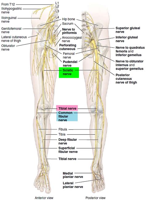 Piriformis Syndrome Causes Symptoms Test Diagnosis Treatment And Stretch