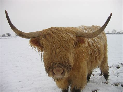 Highland Cattle In The Snow Fryske Flickr