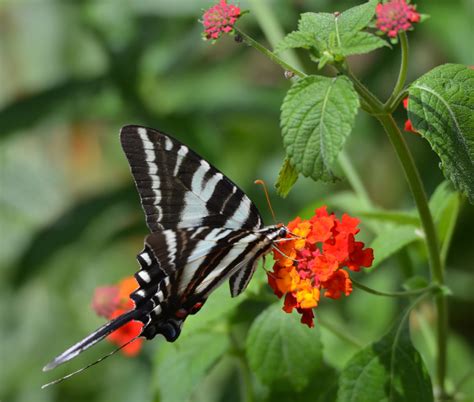 Zebra Swallowtail Butterfly On Lantana Blooms In My Butterfly Garden