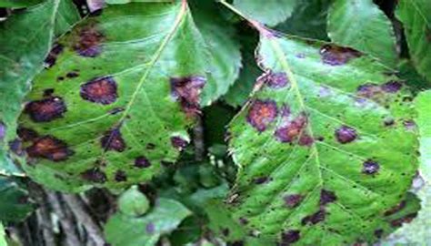 Y, extrañamente, la infección por hongos está afectando a muchos jóvenes, indica el doctor hegde. Top 20 Enfermedades Que Afectan Las Plantas. Virus ...