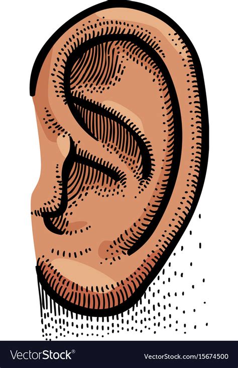 Cartoon Image Of Human Ear Royalty Free Vector Image