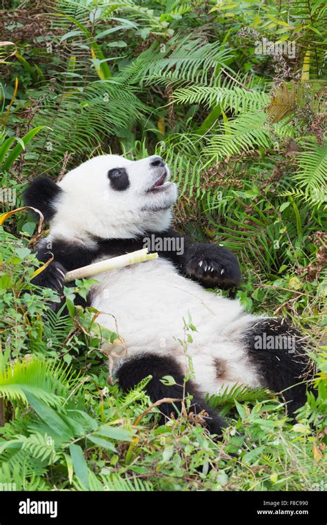 Two Years Aged Young Giant Panda Ailuropoda Melanoleuca China