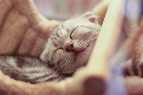 Close Up Photo Of Sleeping Kitten Hd Wallpaper Wallpaper Flare