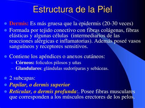 Ppt La Piel Powerpoint Presentation Free Download Id5790394