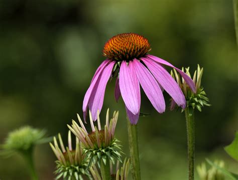 Purple Coneflower Free Stock Photo Public Domain Pictures