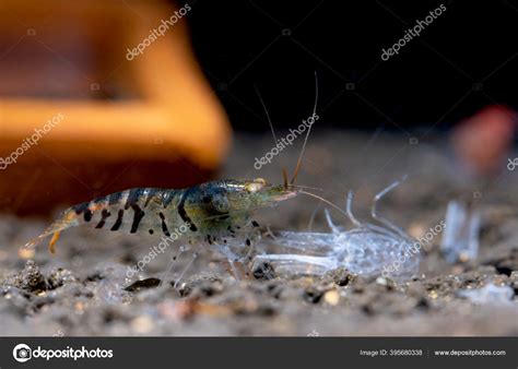 Tiger Dwarf Shrimp Look Food Aquatic Soil New Molt Shrimp Stock Photo