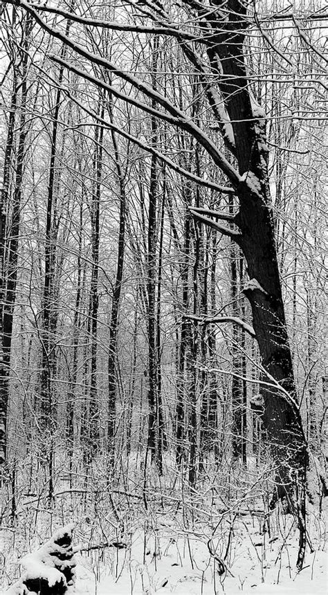 Snowy Woods 11 Bw 012223 Photograph By Mary Bedy Fine Art America
