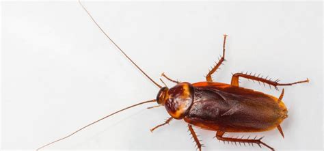Turkestan Cockroach Is The New Bug Invading The Homes Of Californians Official Pest Prevention