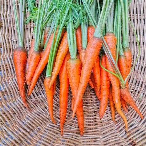 Organic Baby Carrots เบบี้แครอท 300 G Orgbox Thailand
