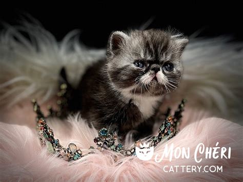 Sold Exotic Shorthair And Exotic Longhair Kittens 2