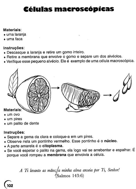Atividades Celulas 6 Ano