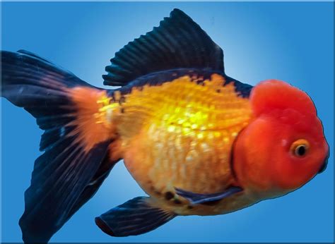 oranda goldfish | Oranda goldfish, Goldfish, Fish pet