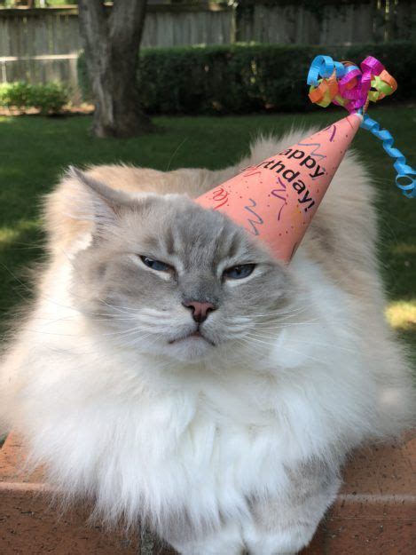 15 Cat Birthday Hat Ideas Cat Birthday Birthday Hat Birthday