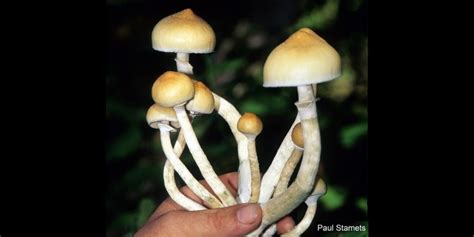 13 Fakta Magic Mushroom Jamur Penyebab Halusinasi