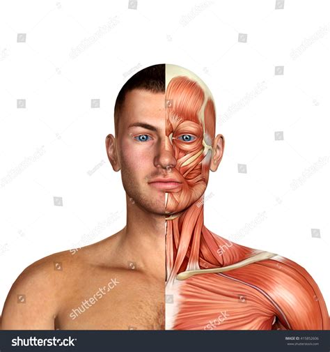 Male Face Muscles Anatomy 3d Illustration 415852606 Shutterstock