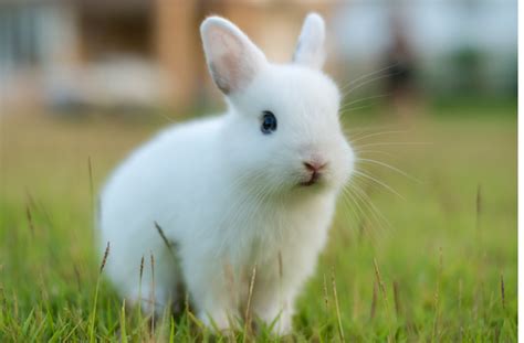 It's a word used more commonly by rabbit parents and owners and may generally include both mini rabbit breeds as well as dwarf breeds. 5 of the Best Rabbit Breeds for Young Kids | Pets Gator