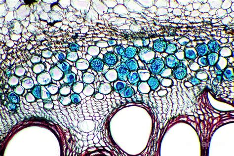 Phloem Plant Cells Photograph By Dr Keith Wheelerscience Photo Library
