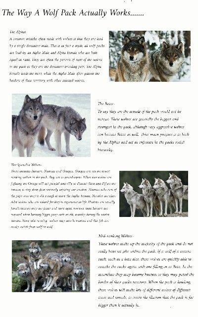 Pin By Nola681985 On Wolves In 2021 Wolf Facts Wolf Ranks Wolf Pack