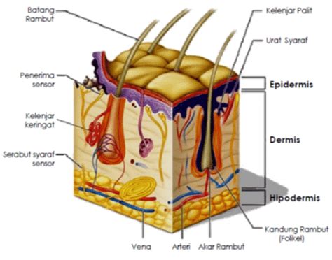 Struktur Kulit Pengertian Anatomi Gambar Dan Fungsinya Lengkap