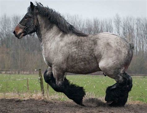 Dutch Draft Horse Maarten Stable Express