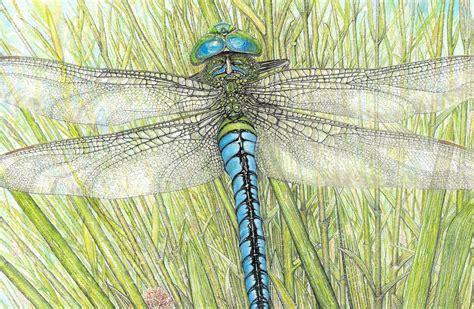 Emperor Dragonfly Quality Giclee Print Of Original Pen And Ink Etsy