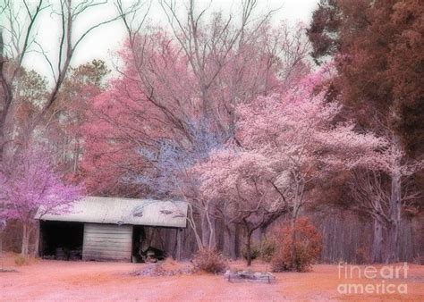 South Carolina Pink Fall Trees Nature Landscape Photograph By Kathy Fornal