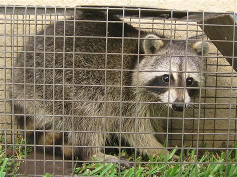 From squirrels to raccoons, we have a lot of wildlife in the portland and vancouver area. Art Lander's Outdoors: Raccoons in the attic? Nuisance ...
