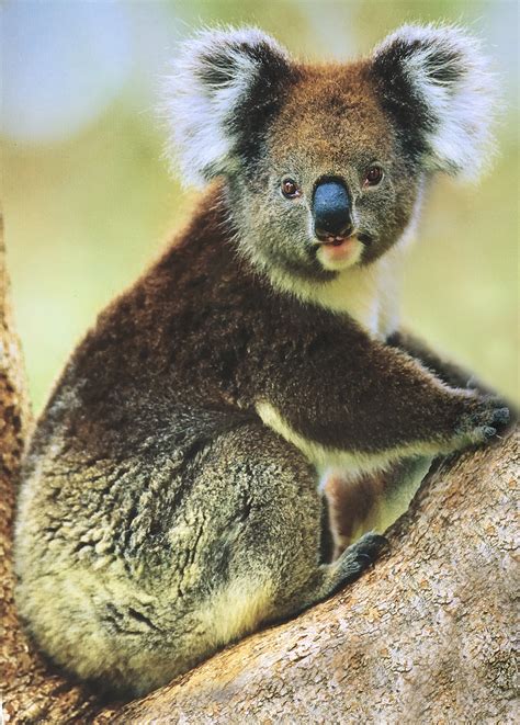 Did we divide the syllables correctly? Koala Campaign Continues - The Beast